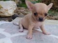 Chihuahua yavruları ruh vesergiler için mini ve standart