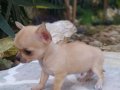 Chihuahua yavruları ruh vesergiler için mini ve standart