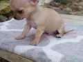 Chihuahua yavruları ruh vesergiler için mini ve standart
