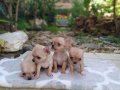 Chihuahua yavruları ruh vesergiler için mini ve standart