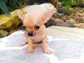 Chihuahua yavruları ruh vesergiler için mini ve standart