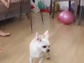 Chihuahua sahiplendirme