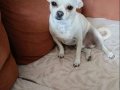 Chihuahua sahiplendirme