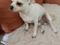 Chihuahua sahiplendirme