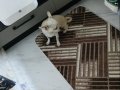 Chihuahua sahiplendirme
