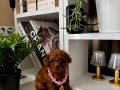 Safkan Poodle Bebekler 