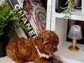 Safkan Poodle Bebekler 