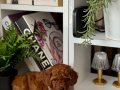Safkan Poodle Bebekler 