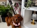 Safkan Poodle Bebekler 