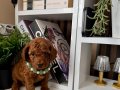 Safkan Poodle Bebekler 