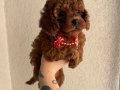 Toy Poodle Safkan Yavrular Dişi Erkek