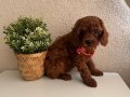 Toy Poodle Safkan Yavrular Dişi Erkek