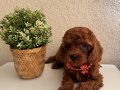 Toy Poodle Safkan Yavrular Dişi Erkek