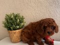 Toy Poodle Safkan Yavrular Dişi Erkek