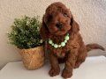 Toy Poodle Safkan Yavrular Dişi Erkek