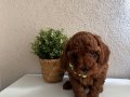 Toy Poodle Safkan Yavrular Dişi Erkek