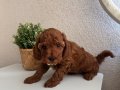 Toy Poodle Safkan Yavrular Dişi Erkek
