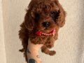 Toy Poodle Safkan Yavrular Dişi Erkek