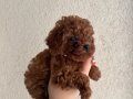 Teacup Poodle minik ırk sevenlere 