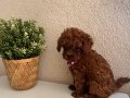 Teacup Poodle minik ırk sevenlere 