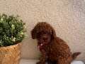 Teacup Poodle minik ırk sevenlere 