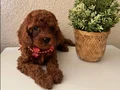 Toy ve Teacup Poodle Yavrular 
