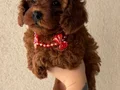Toy ve Teacup Poodle Yavrular 