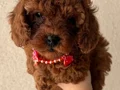 Toy ve Teacup Poodle Yavrular 