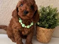 Toy ve Teacup Poodle Yavrular 