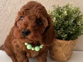 Toy ve Teacup Poodle Yavrular 