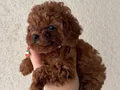 Toy ve Teacup Poodle Yavrular 