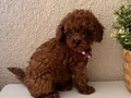 Toy ve Teacup Poodle Yavrular 