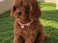 Lekesiz Red Brown Poodle Yavrular 