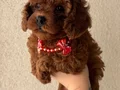 Lekesiz Red Brown Poodle Yavrular 