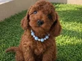 Lekesiz Red Brown Poodle Yavrular 