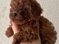 Lekesiz Red Brown Poodle Yavrular 