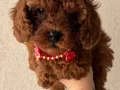 Lekesiz Red Brown Poodle Yavrular 