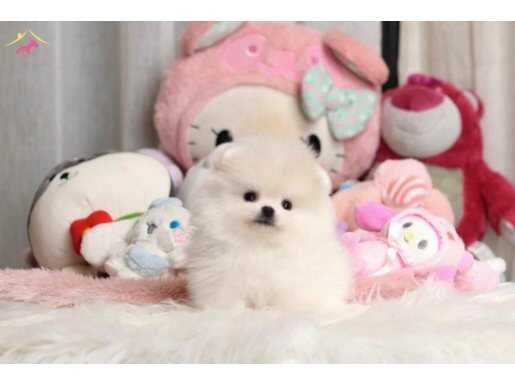teddy bear boo