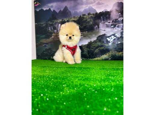 minik yavrumuz teddy