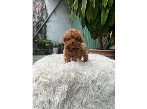 Kore kan toy Poodle yavrularımız 