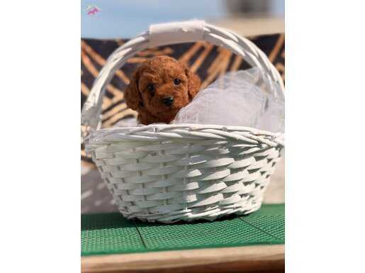 Kore Kan Yavrularımız Toy 