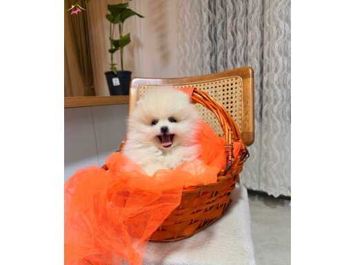 Teddy Boo Ayı Surat