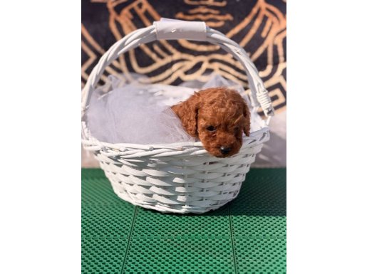 Toy Poodle Kore Kan 