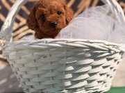 Kore Kan Yavrularımız Toy 