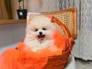 Teddy Boo Ayı Surat