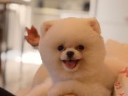Teddy Bear Yavrusu