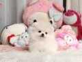 teddy bear boo