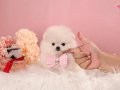 Süper mini boo yavrularımız