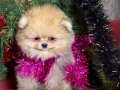 baby surat boo pomeranian