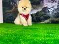 minik yavrumuz teddy